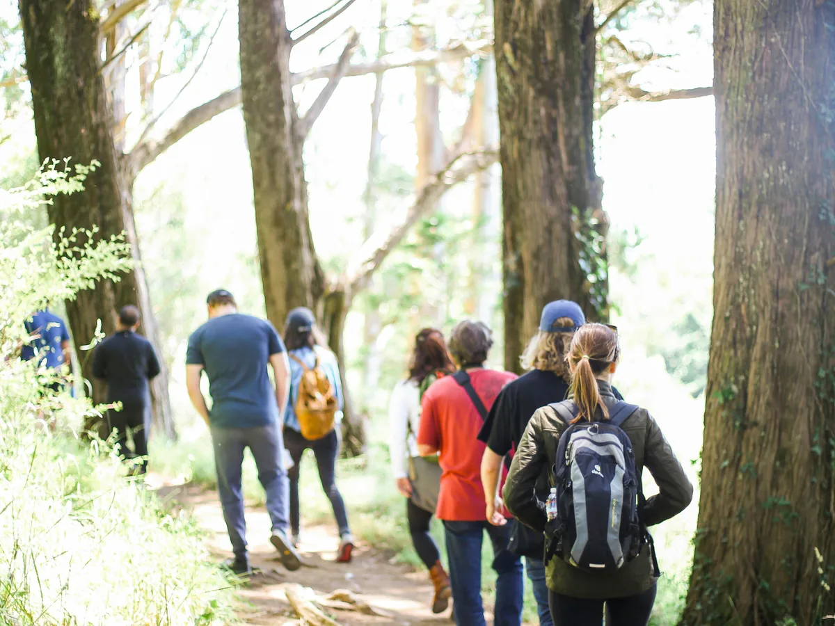 A hiking club walking together through a sunlit forest